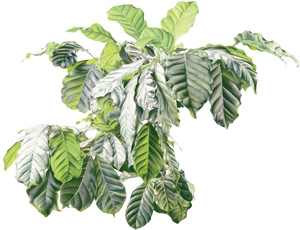 01-15-coffee-plant-leaves